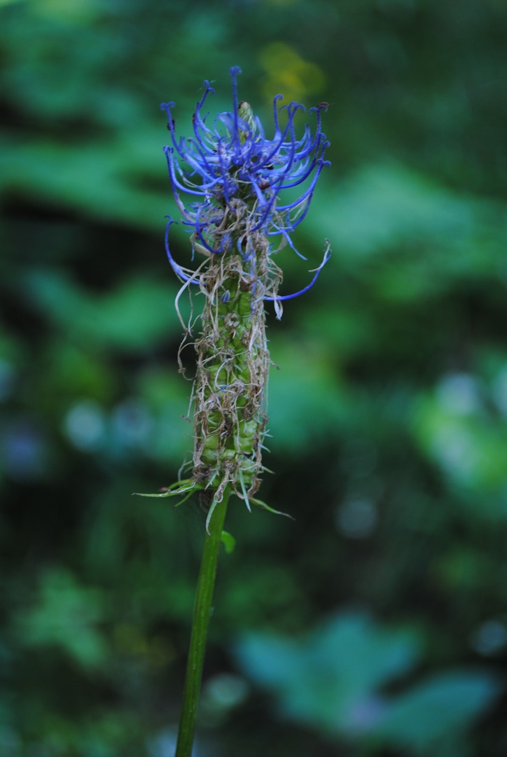 Meribel Alpi Francesi 1- Phyteuma ovatum