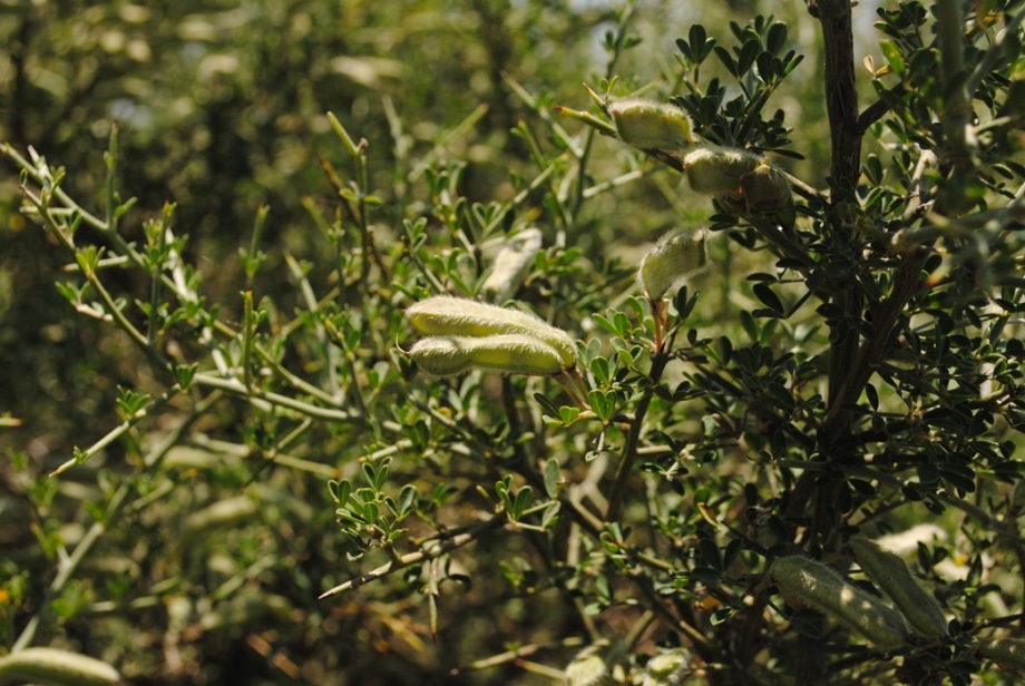 Calicotome villosa / Sparzio villoso