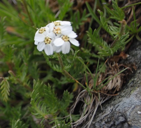 Achillea erba-rotta subsp. moschata (=A,moschata) / Millefoglio del granito