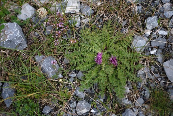 Cirsium acaule