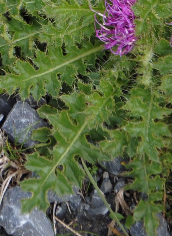 Cirsium acaule