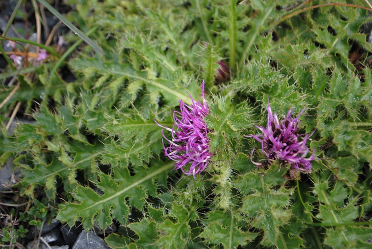 Cirsium acaule