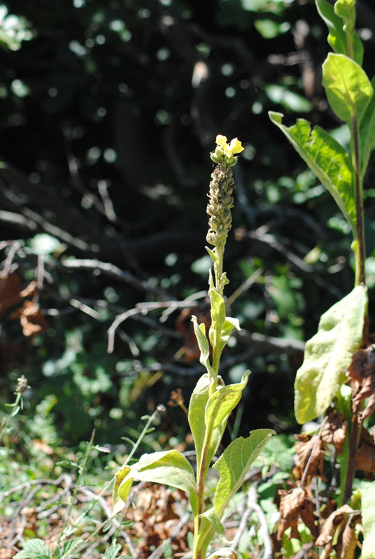 Verbascum thapsus