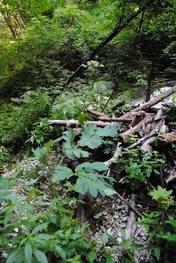 Heracleum sibiricum subsp. ternatum  / Panace ternato