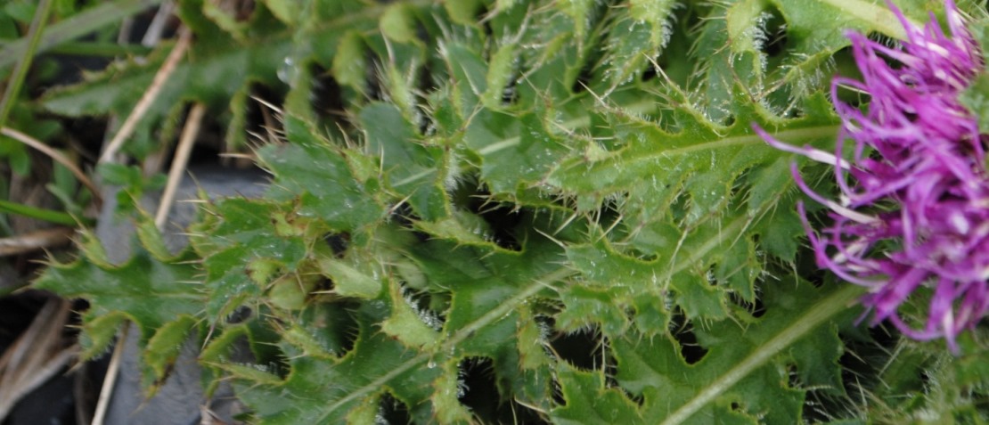 Cirsium acaule