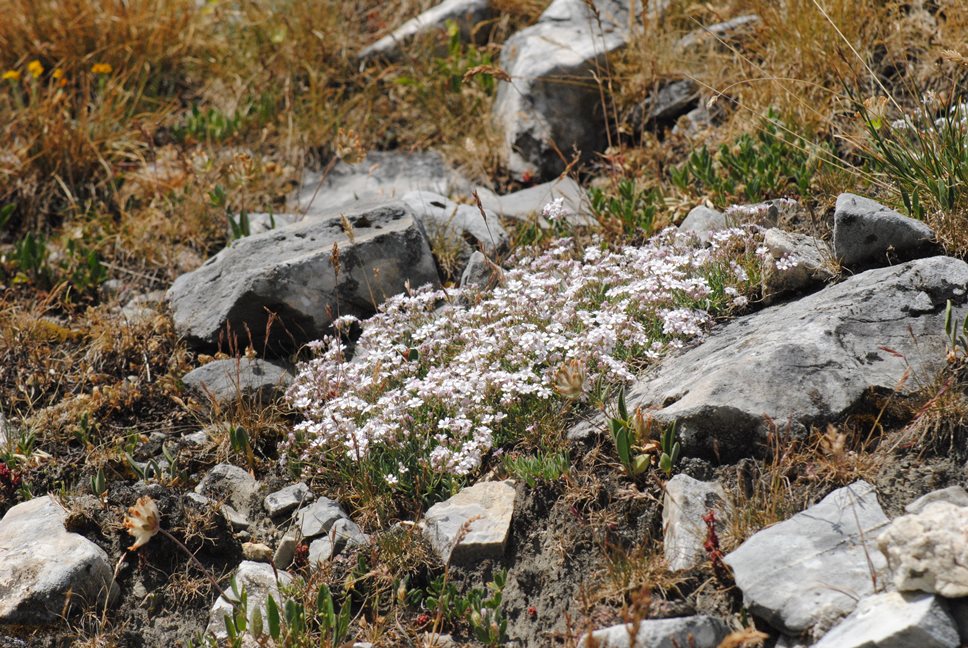 Gypsophila repens