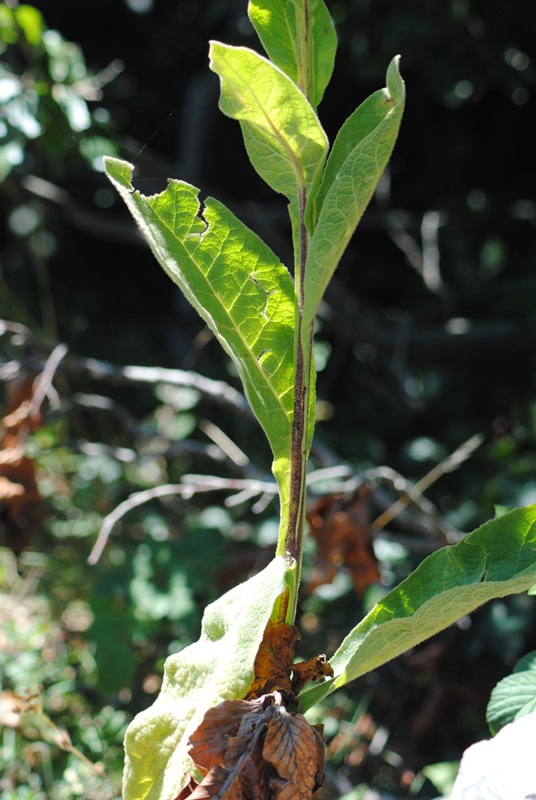 Verbascum thapsus