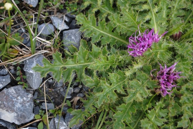 Cirsium acaule