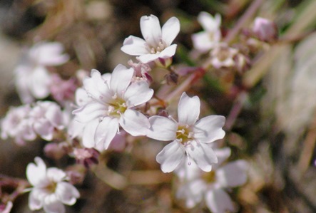 Gypsophila repens