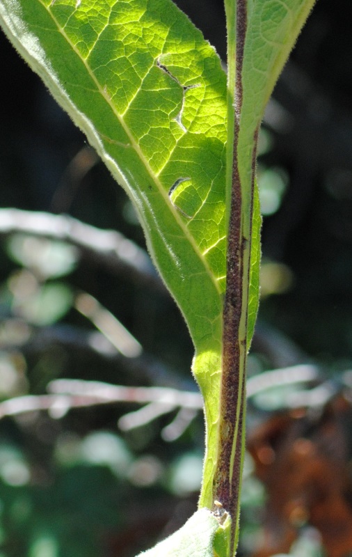 Verbascum thapsus