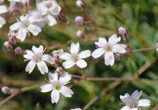 Gypsophila repens