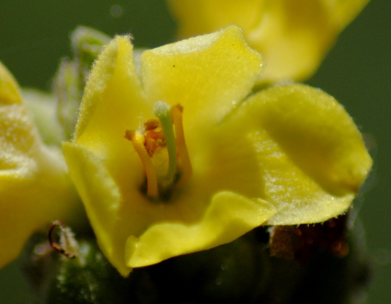 Verbascum thapsus