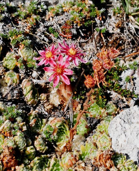 Sempervivum arachnoideum