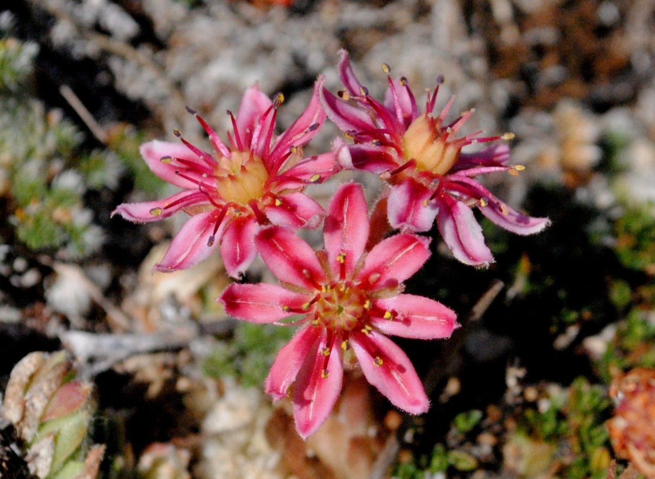 Sempervivum arachnoideum