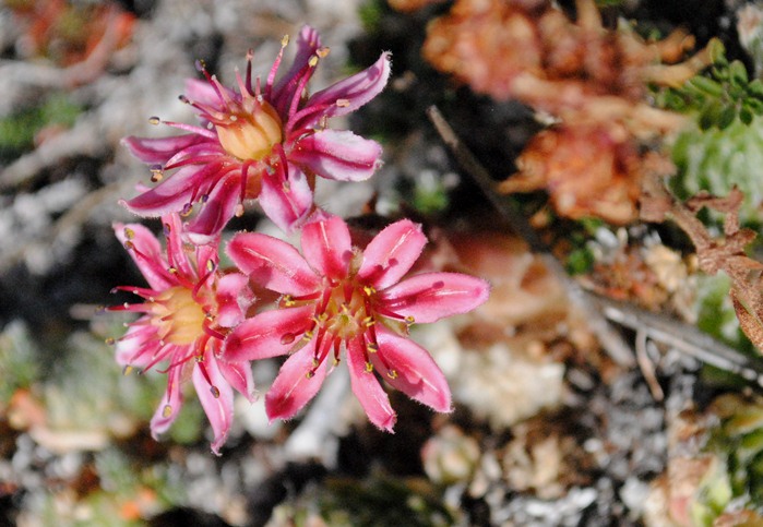 Sempervivum arachnoideum