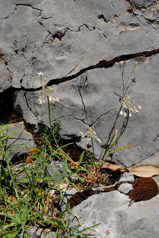 Allium tenuiflorum