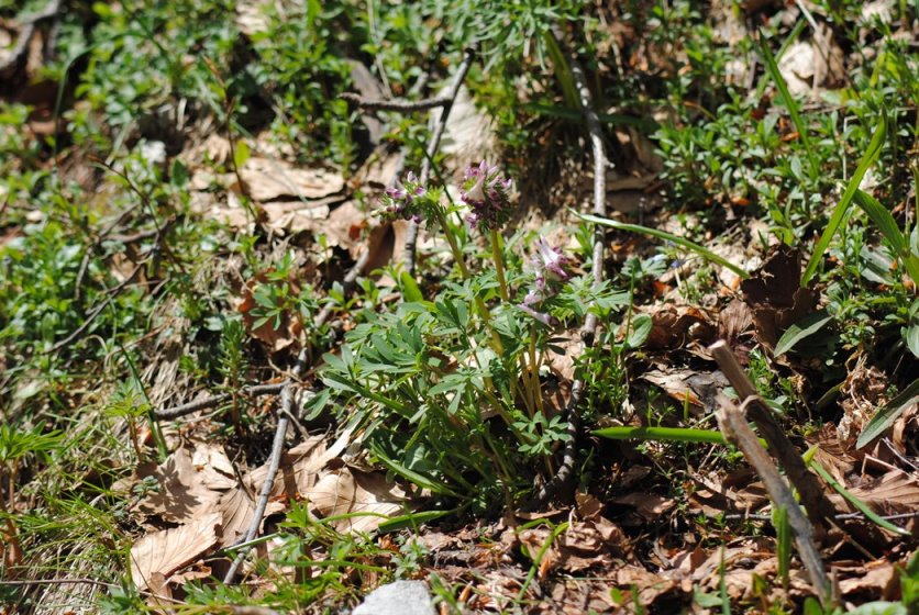 Corydalis solida subsp. densiflora