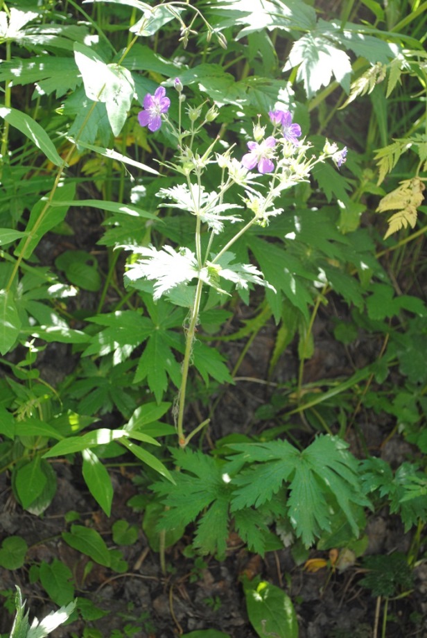 Geranium sylvaticum