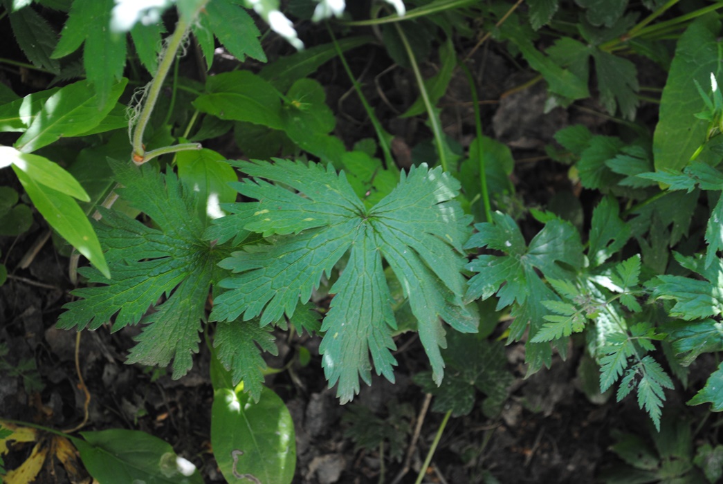 Geranium sylvaticum