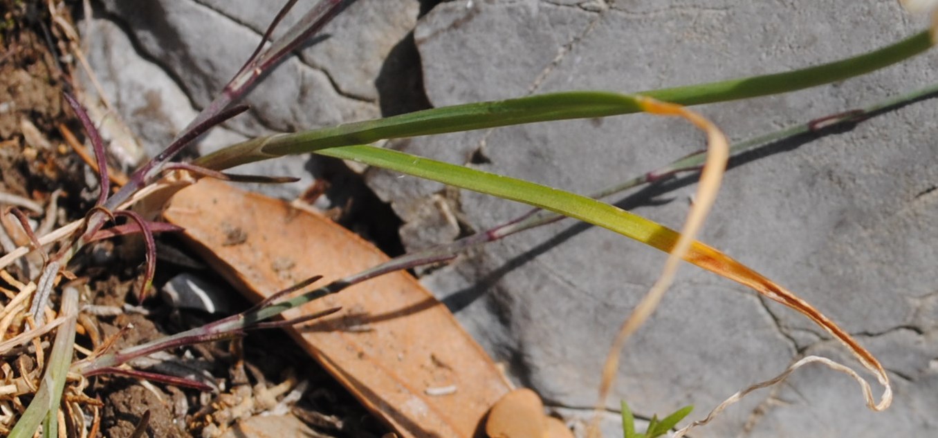 Allium tenuiflorum