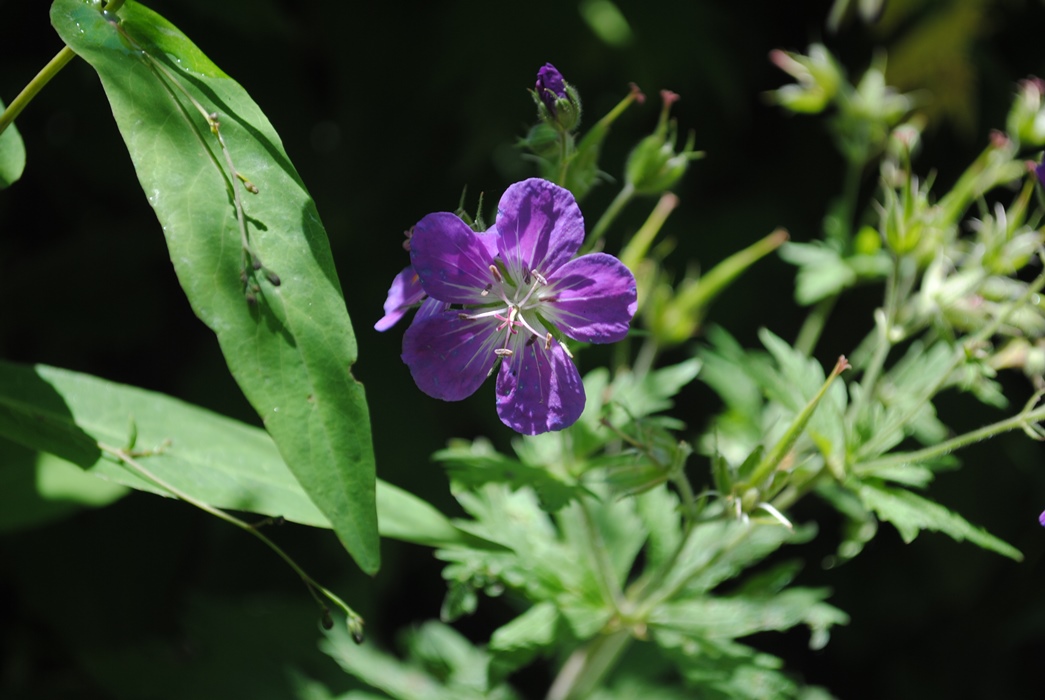 Geranium sylvaticum