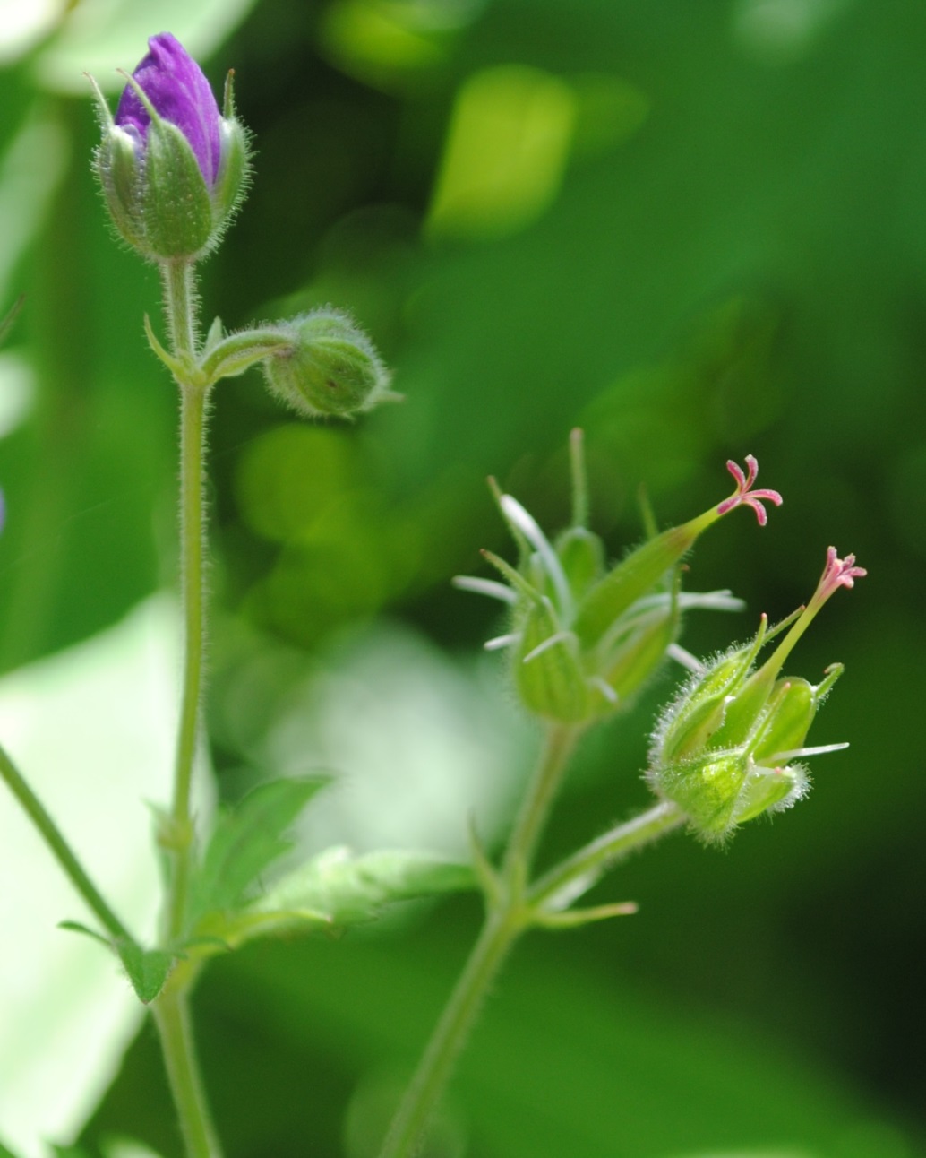 Geranium sylvaticum