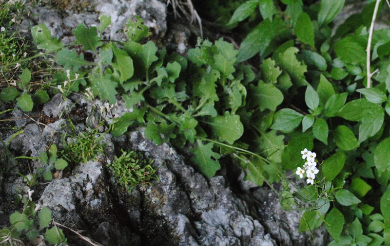 Arabis alpina subsp. caucasica