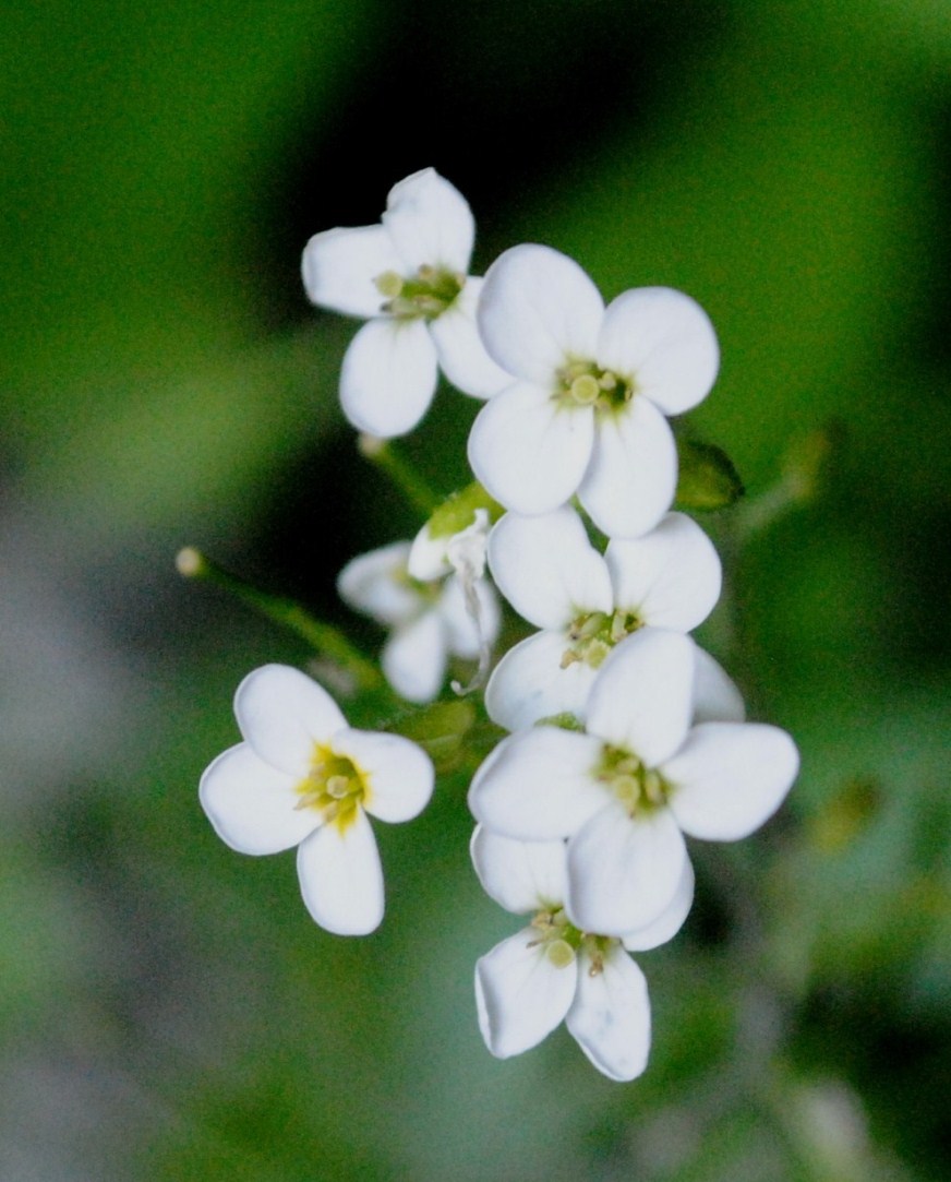 Arabis alpina subsp. caucasica