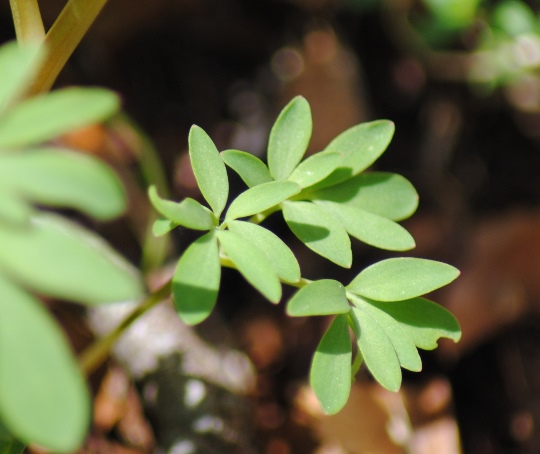 Corydalis solida subsp. densiflora