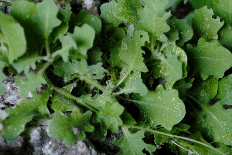 Arabis alpina subsp. caucasica