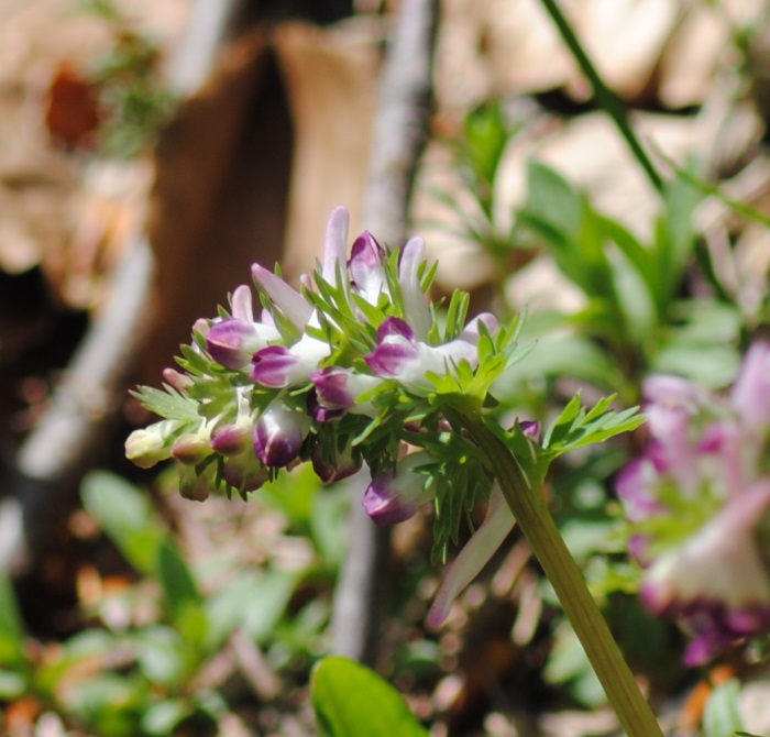 Corydalis solida subsp. densiflora