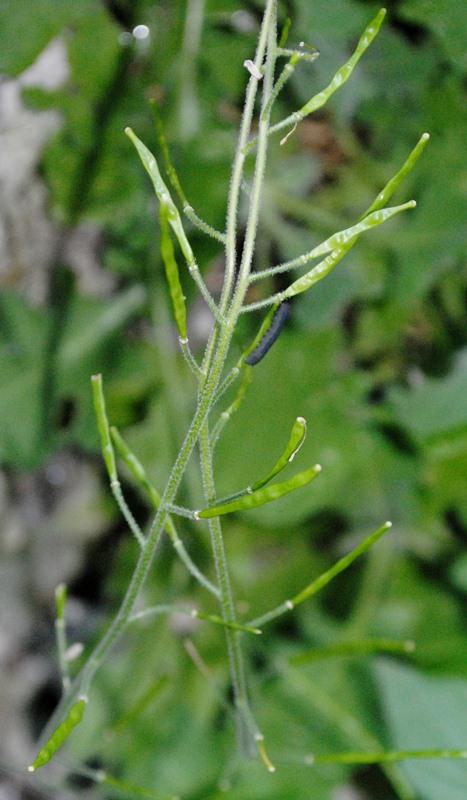 Arabis alpina subsp. caucasica