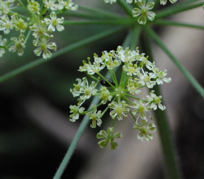 Heracleum sibiricum subsp. ternatum  / Panace ternato