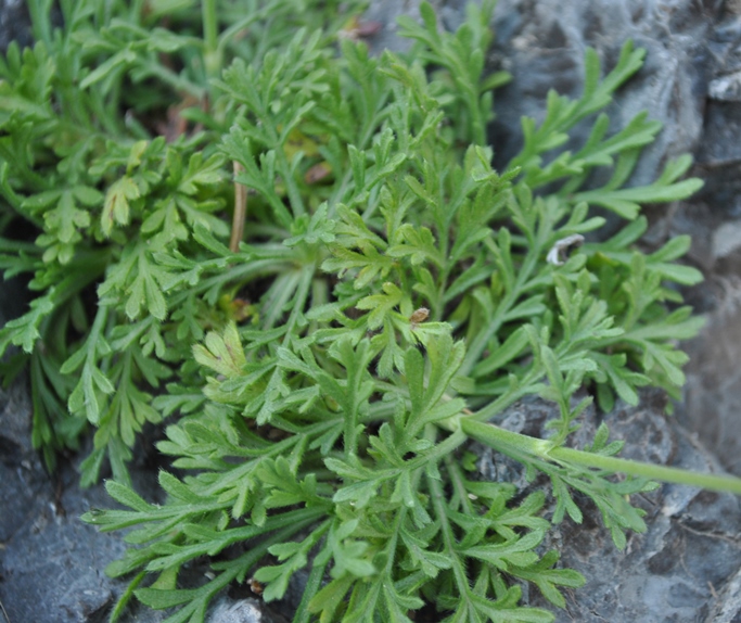 Lomelosia crenata subsp. crenata / Vedovina crenata