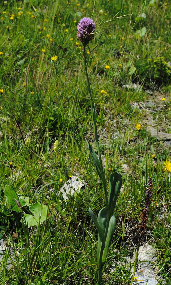 Traunsteinera globosa