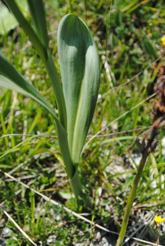 Traunsteinera globosa