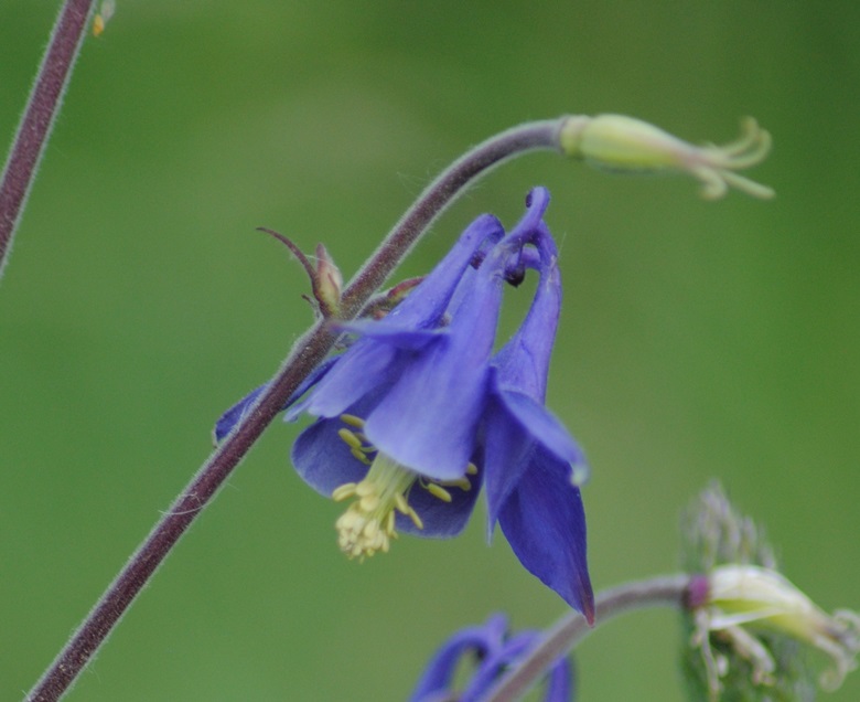 Aquilegia dumeticola / Aquilegia vischiosa