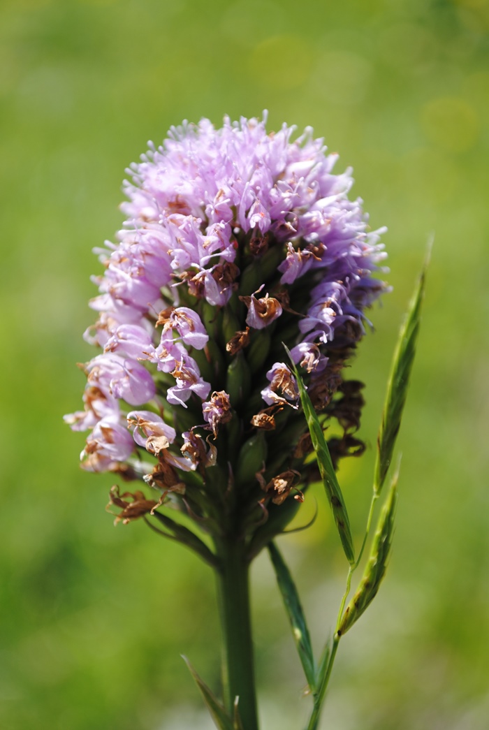 Traunsteinera globosa