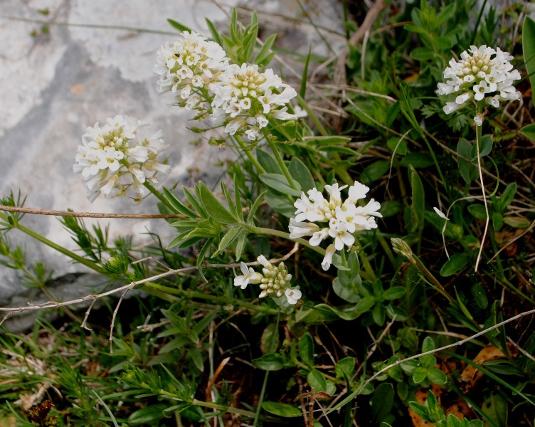 Noccaea praecox (=Thlaspi praecox) / Erba storna montanina
