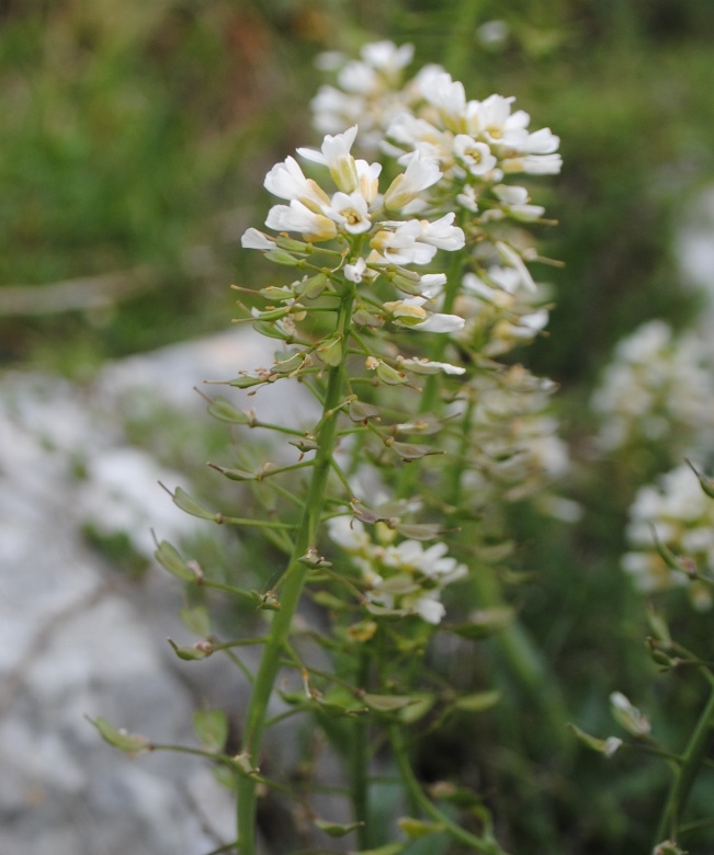 Noccaea praecox (=Thlaspi praecox) / Erba storna montanina