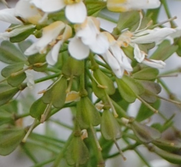 Noccaea praecox (=Thlaspi praecox) / Erba storna montanina