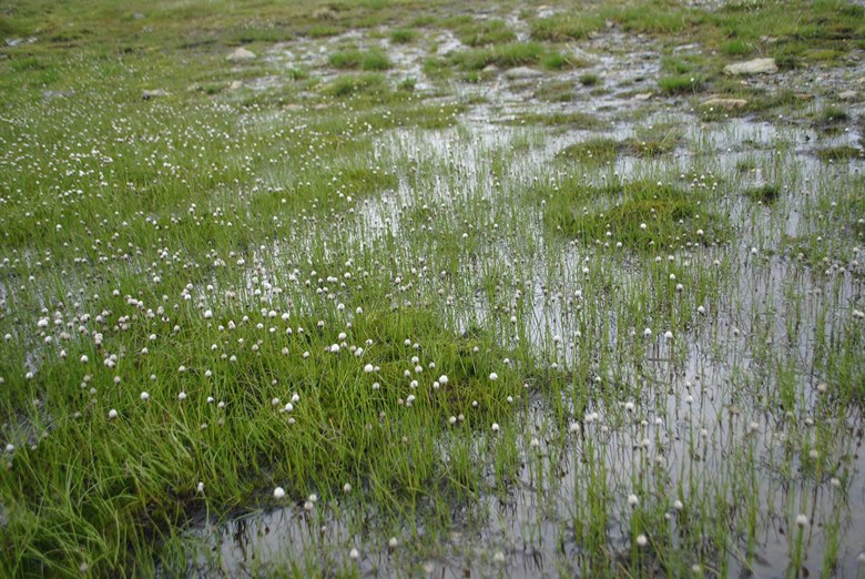 Eriophorum?