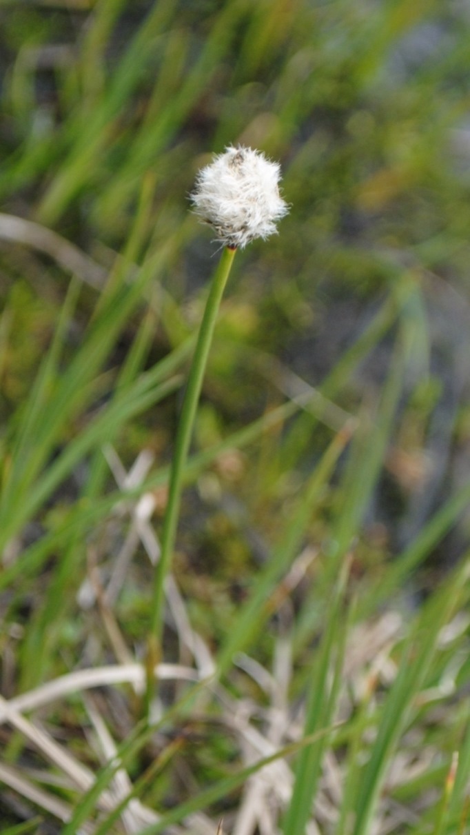 Eriophorum?