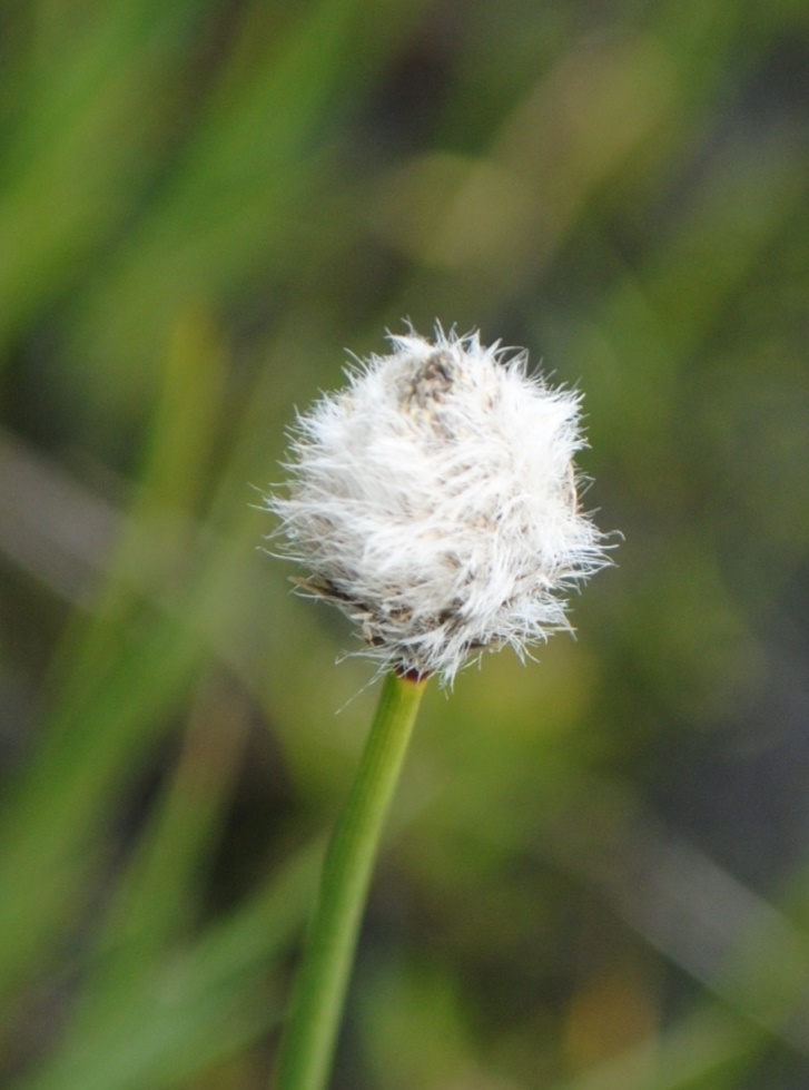 Eriophorum?