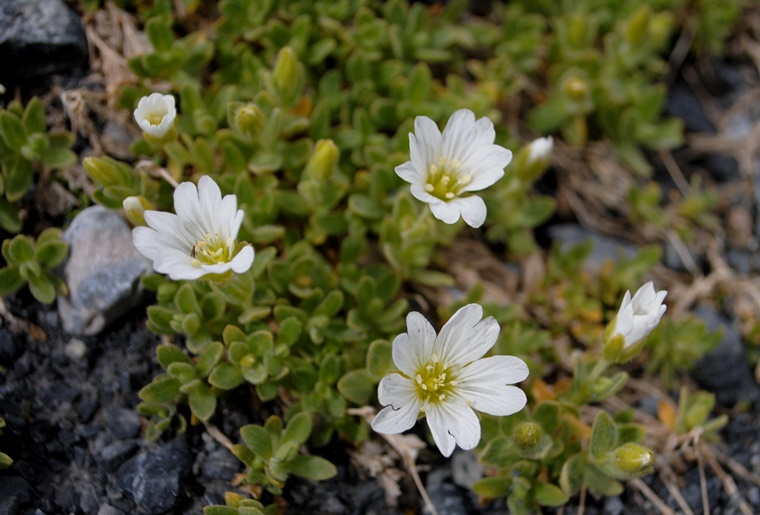 Cerastium uniflorum