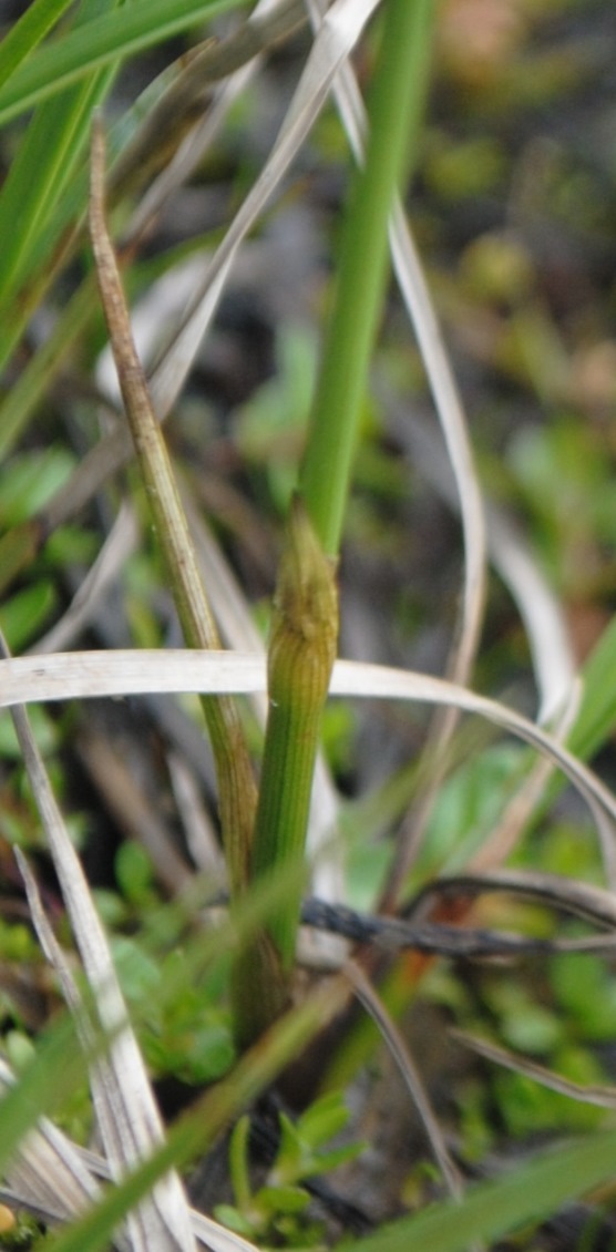 Eriophorum?