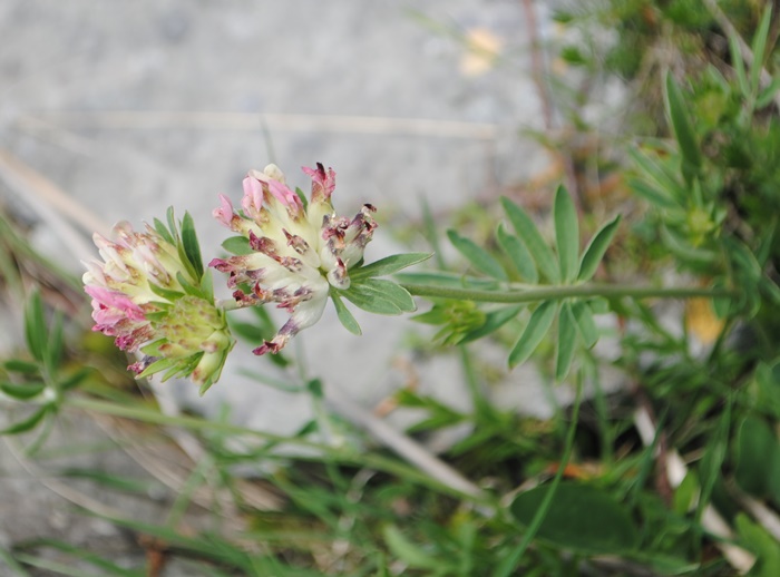 Anthyllis vulneraria e Anthyllis vulneraria subsp. rubriflora