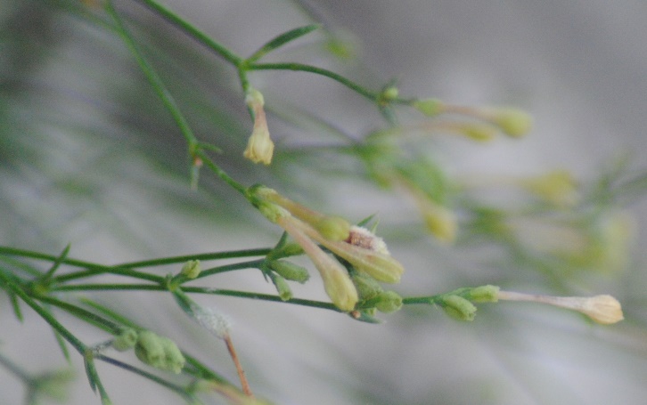 Asperula aristata subsp. scabra (=subsp. oreophila) / Stellina orofila