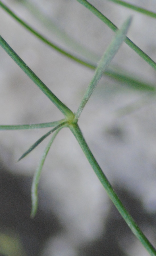 Asperula aristata subsp. scabra (=subsp. oreophila) / Stellina orofila