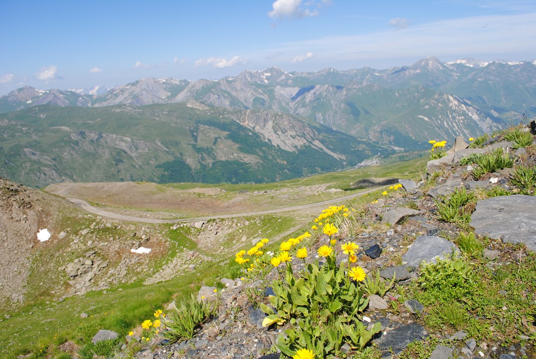 Doronicum grandiflorum